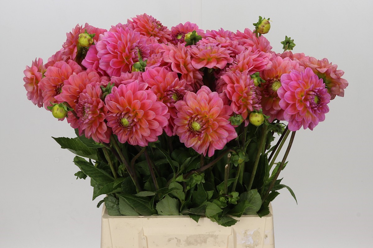 Dahlia Pink Runner 45cm