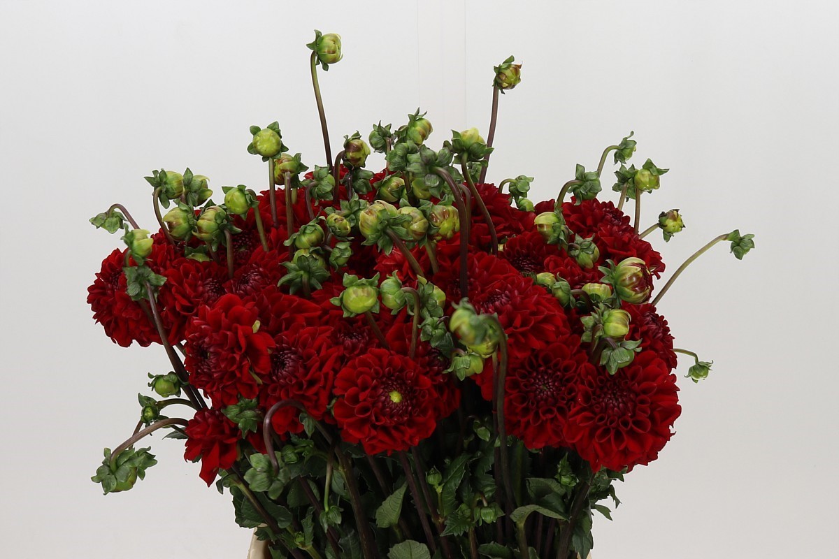 Dahlia 45cm