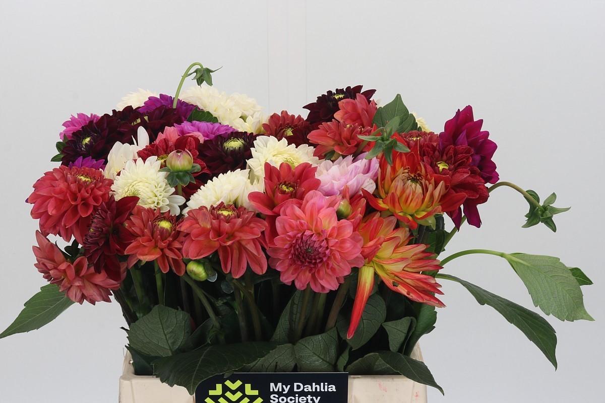 Dahlia Mixed In Bunch 40cm