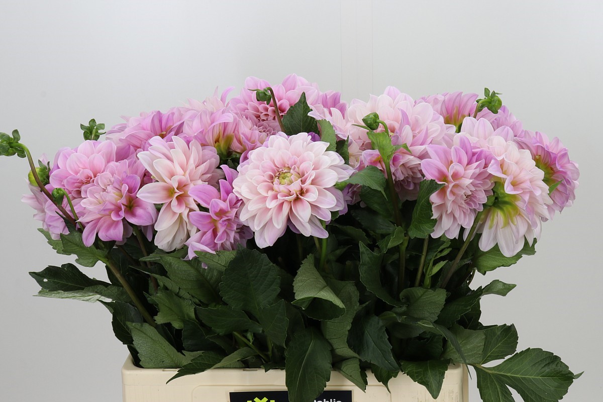 Dahlia Sweet Nathalie 60cm
