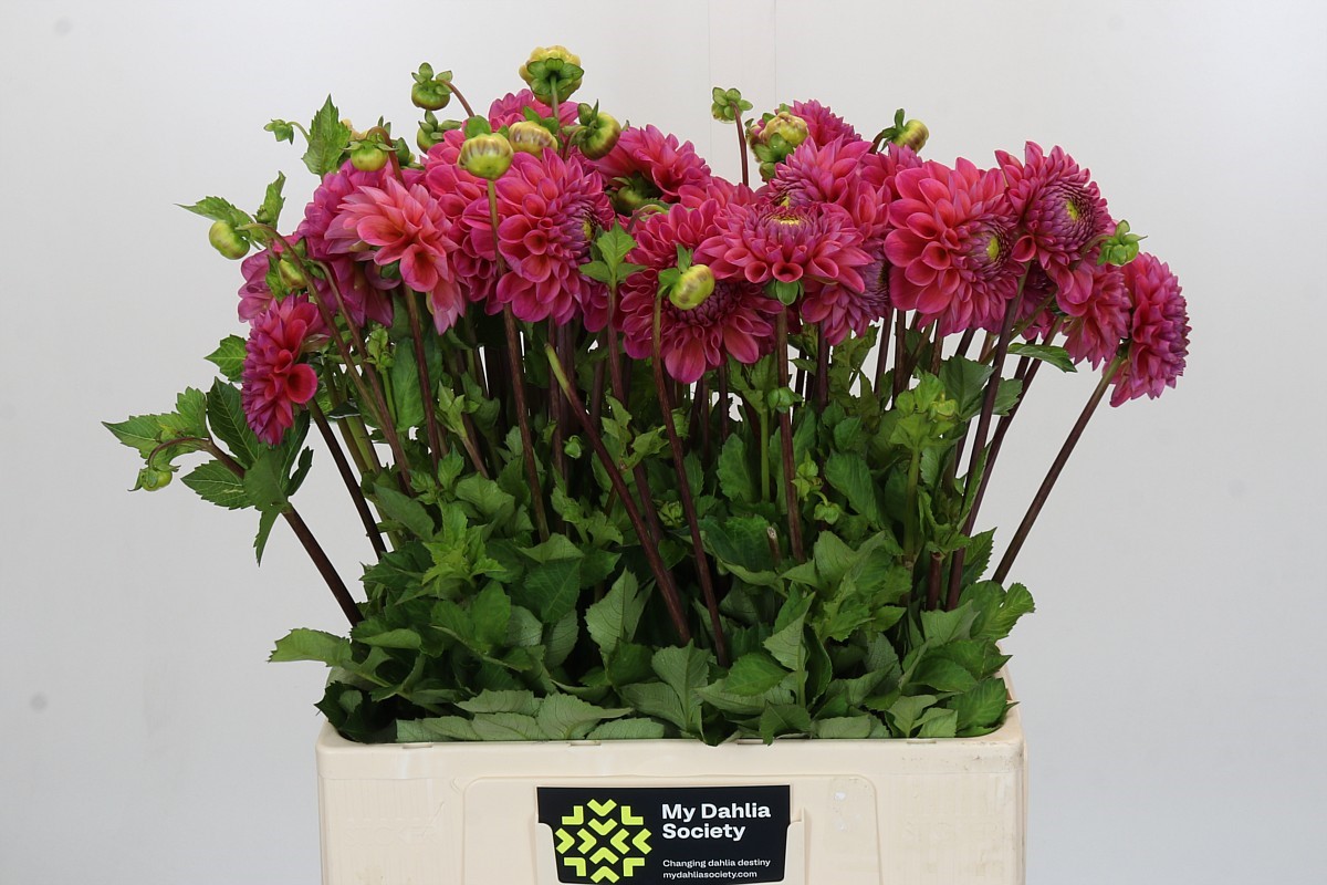 Dahlia 50cm