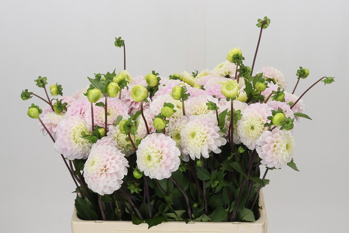 Dahlia Light Wizard 50cm