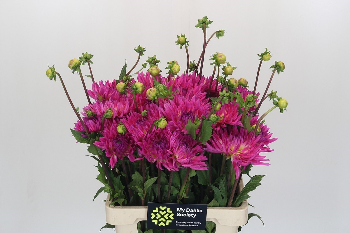 Dahl Orchid Princess 60cm