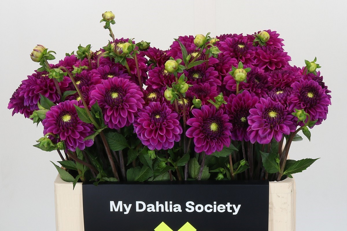 Dahlia Purple Fox 50cm
