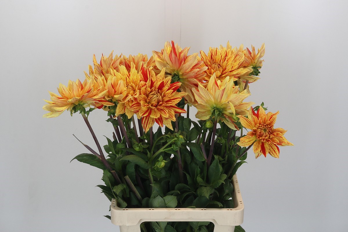 Dahlia Striped Vulcan 60cm