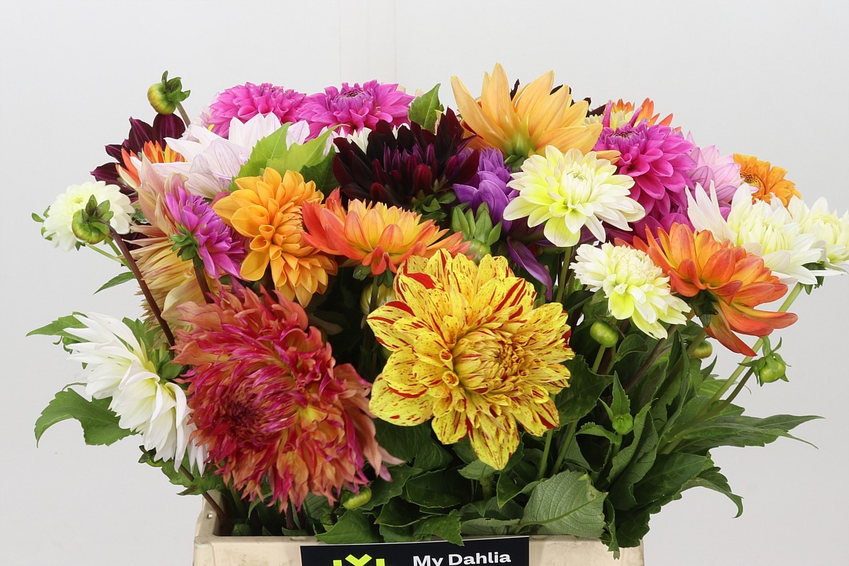 Dahlia Mixed In Bunch 40cm