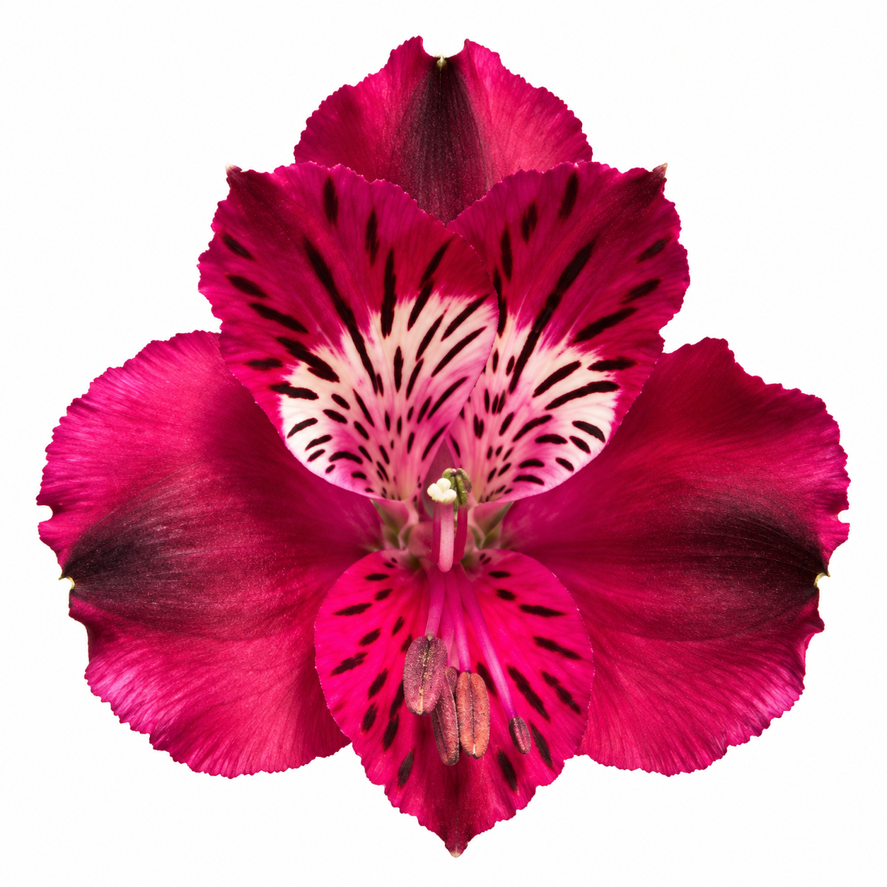 Alstr Shiny Purple 80cm 80gram