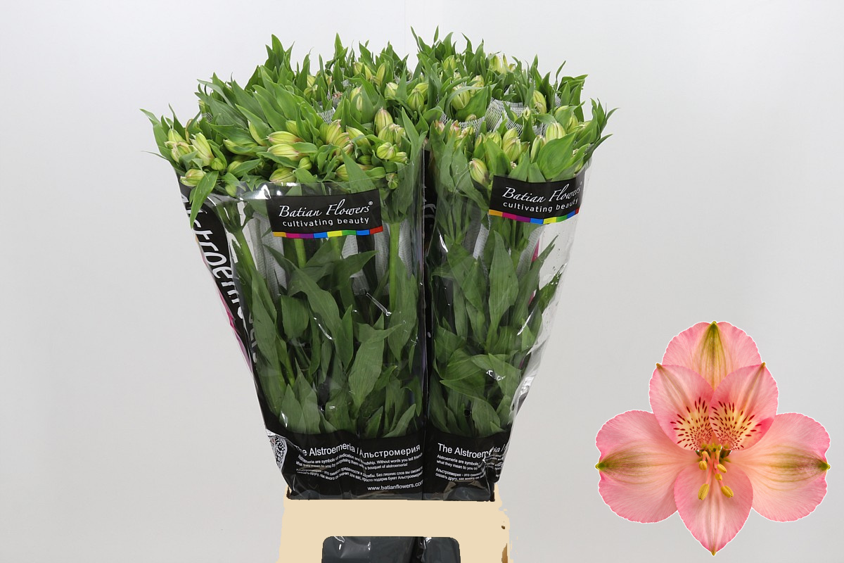 Alstr Primadonna 80cm 70gram
