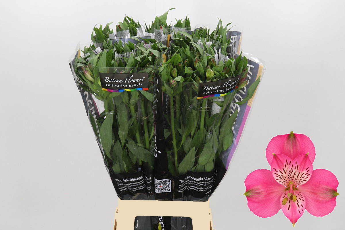 Alstr Avianna 80cm 70gram