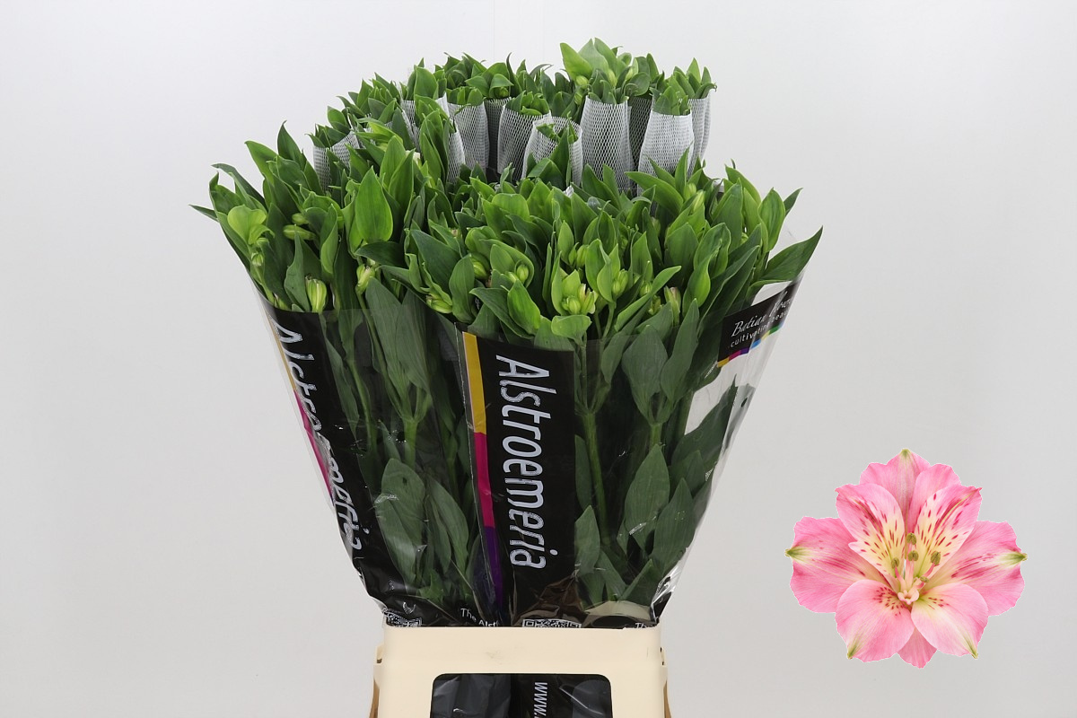 Alstr Florinca Charmelia 80cm 55gram