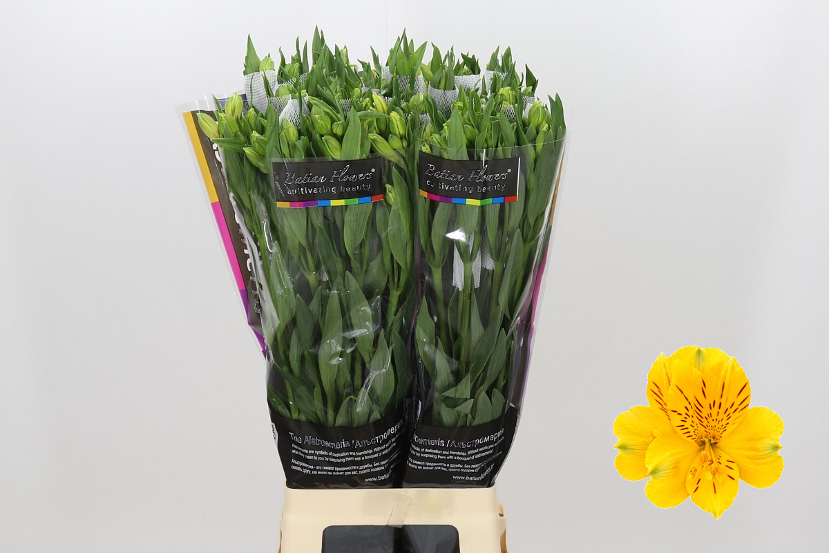 Alstr Gold 80cm 55gram