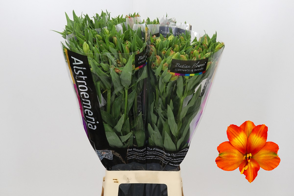 Alstr 80cm 80gram