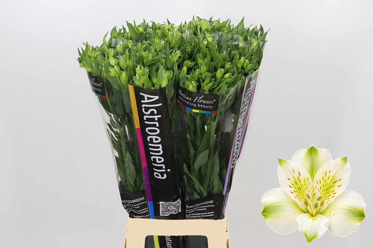 Alstr Florinca Paradiso 80cm 60gram