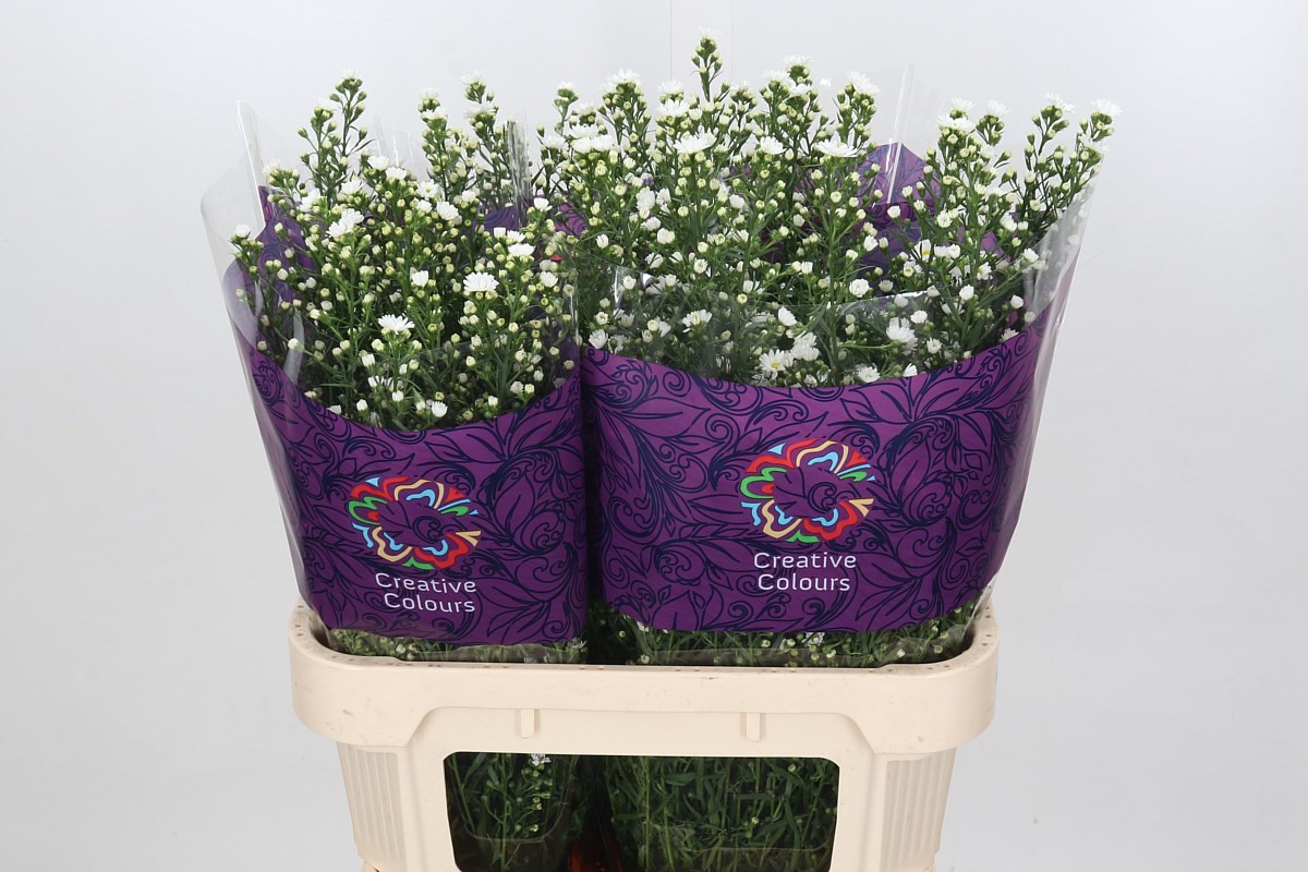 Aster Paquita 80cm 40gram