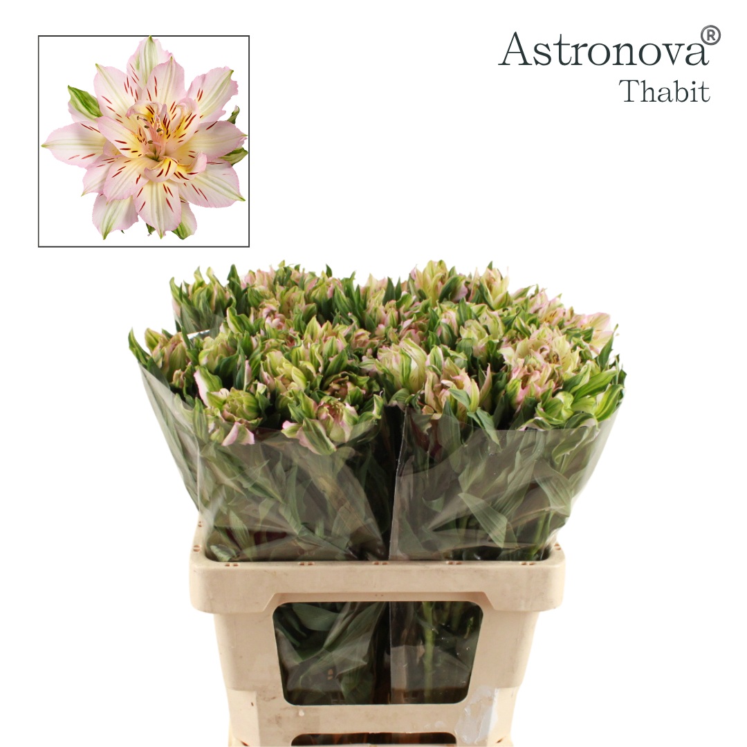 Alstr Astro Thabit 60cm 65gram