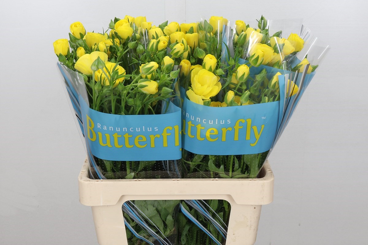 Ranunculus Butterfly Phytalo 60cm