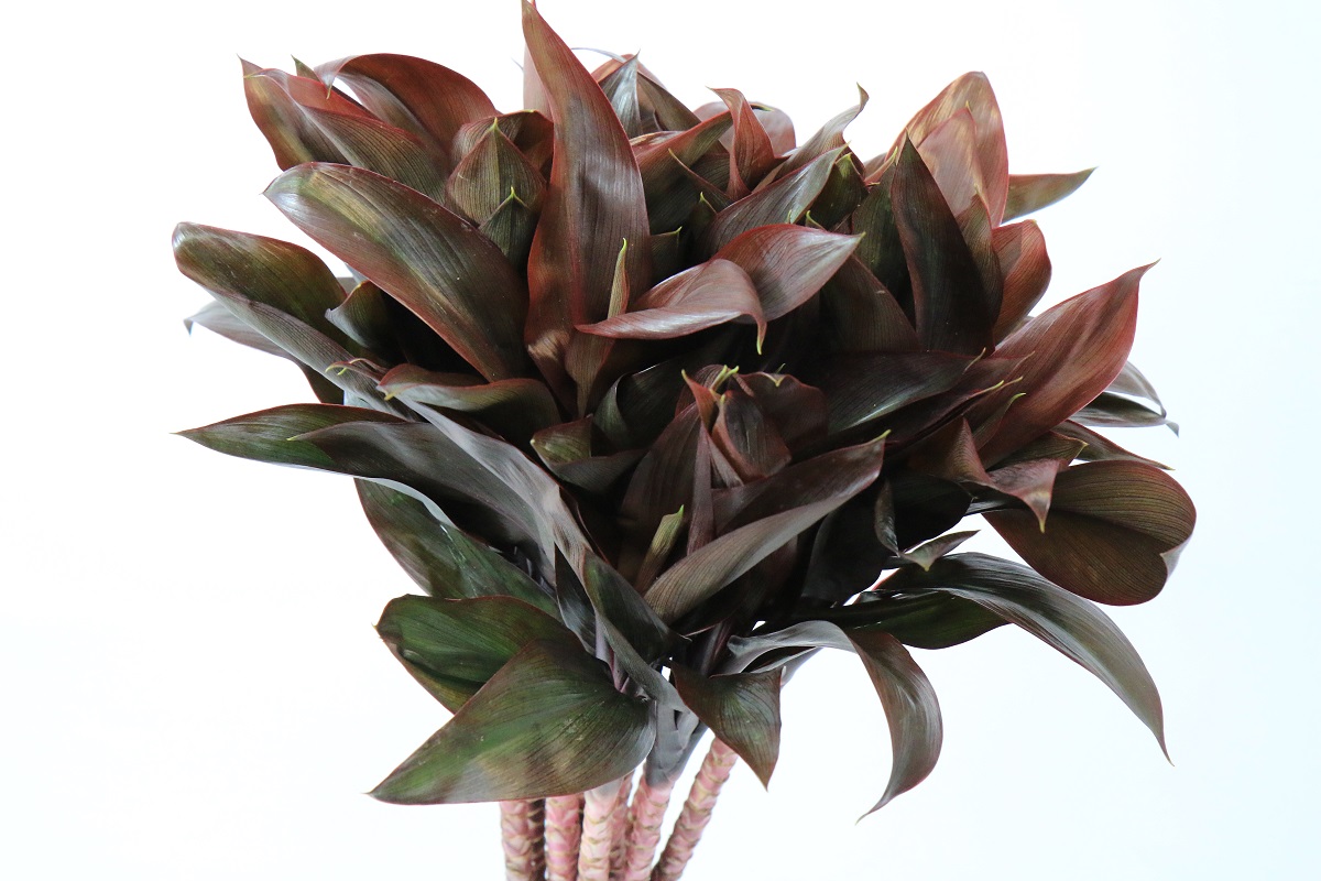 Dracaena Purple Compacta | Colorginz