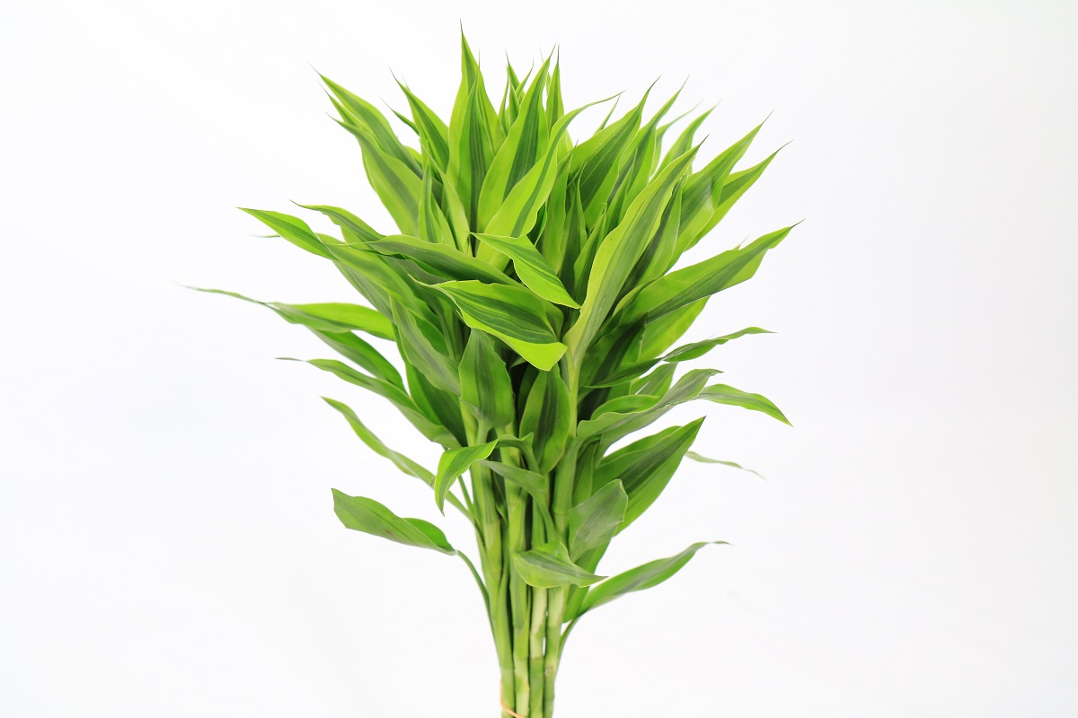 Dracaena Sanderiana Gold (air) | Colorginz