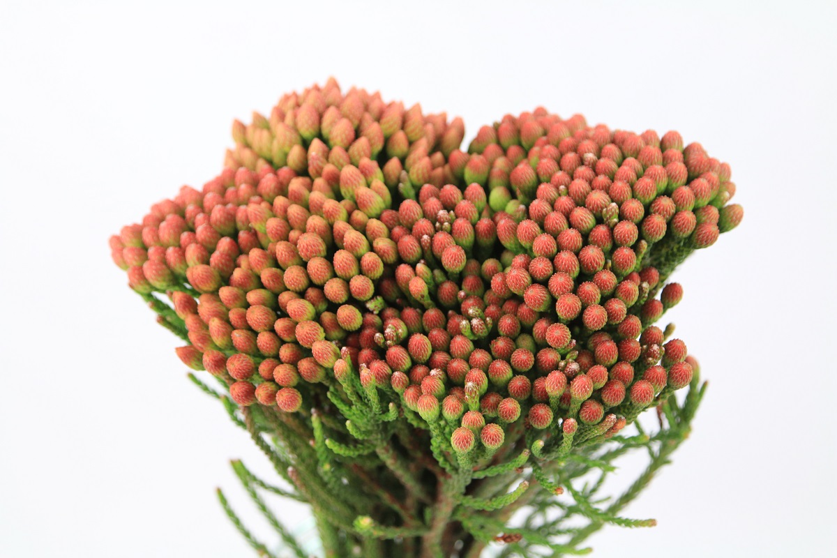 Berzelia Alopecu Bnch 40cm