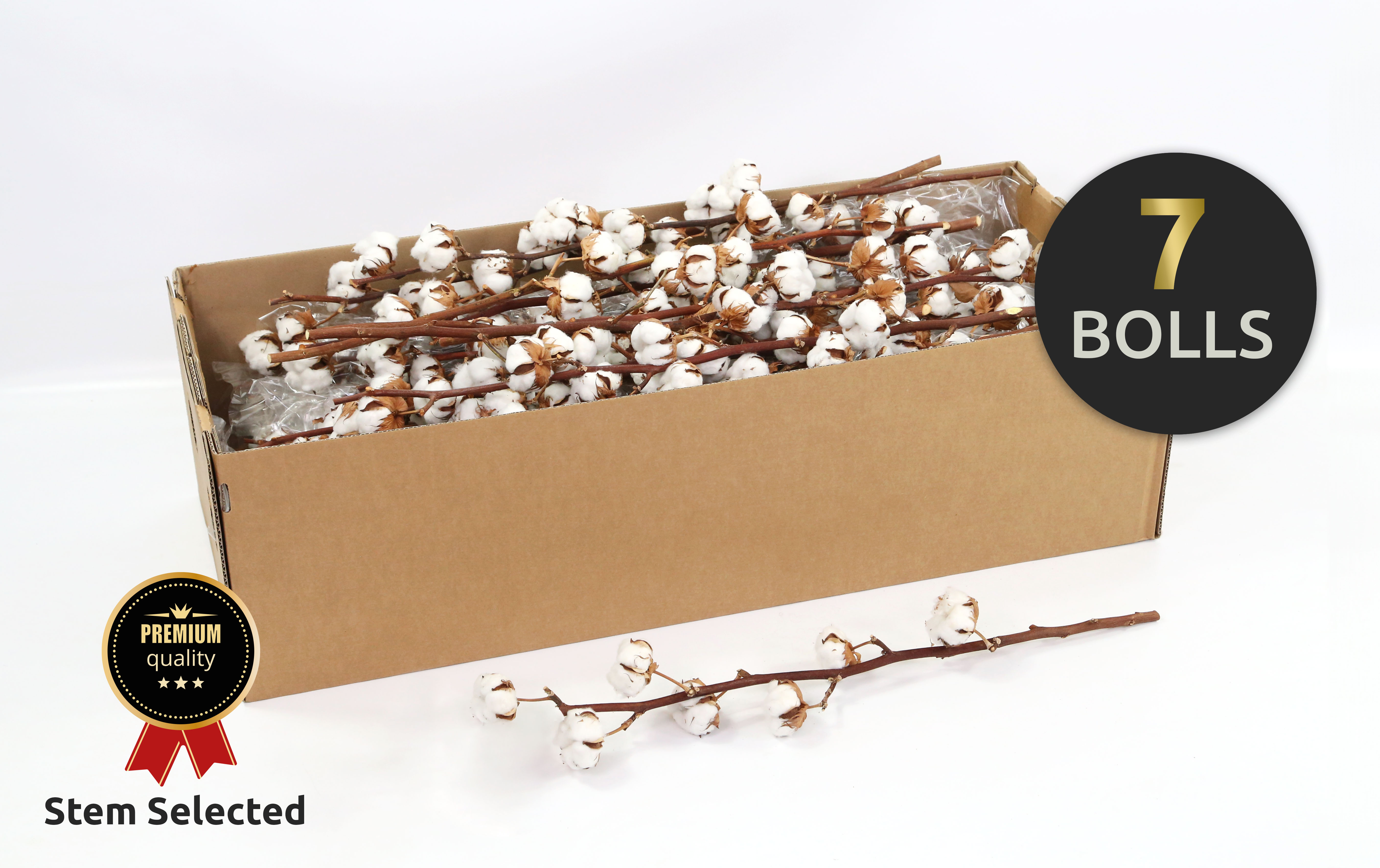 Dried Gossypium (COTTON) 70cm