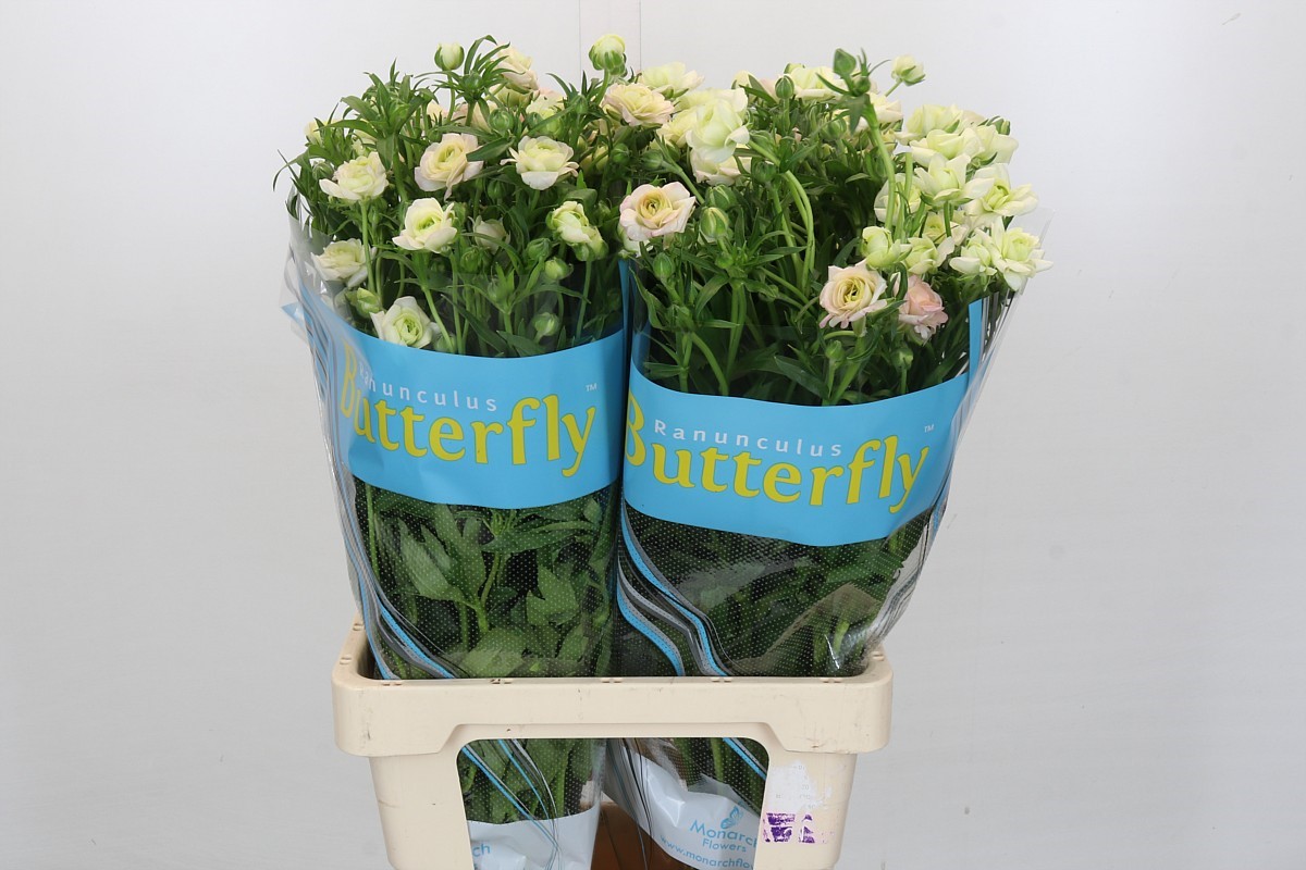 Ranunculus Butterfly Ariadne 70cm