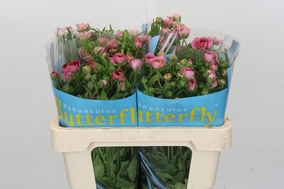 Ranunculus Butterfly Jupiter 50cm