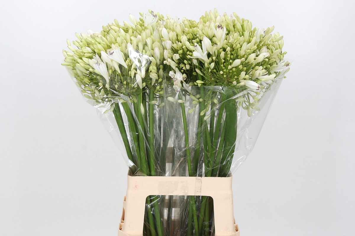 Agapanthus White Heaven | AGAPANTH | Agapanthus | Flores | Todos los  productos | Coloríginz