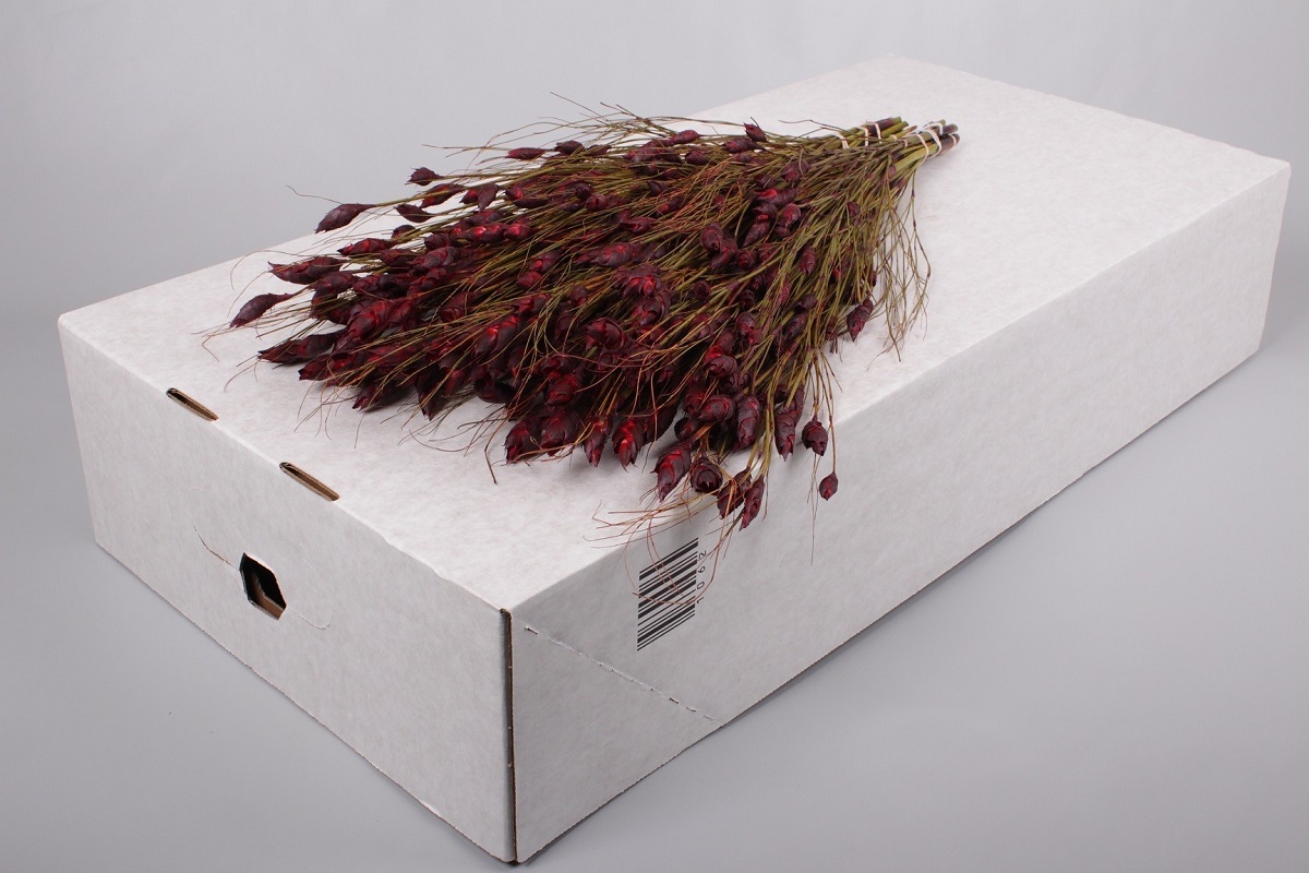 Bell Reed | Coloríginz