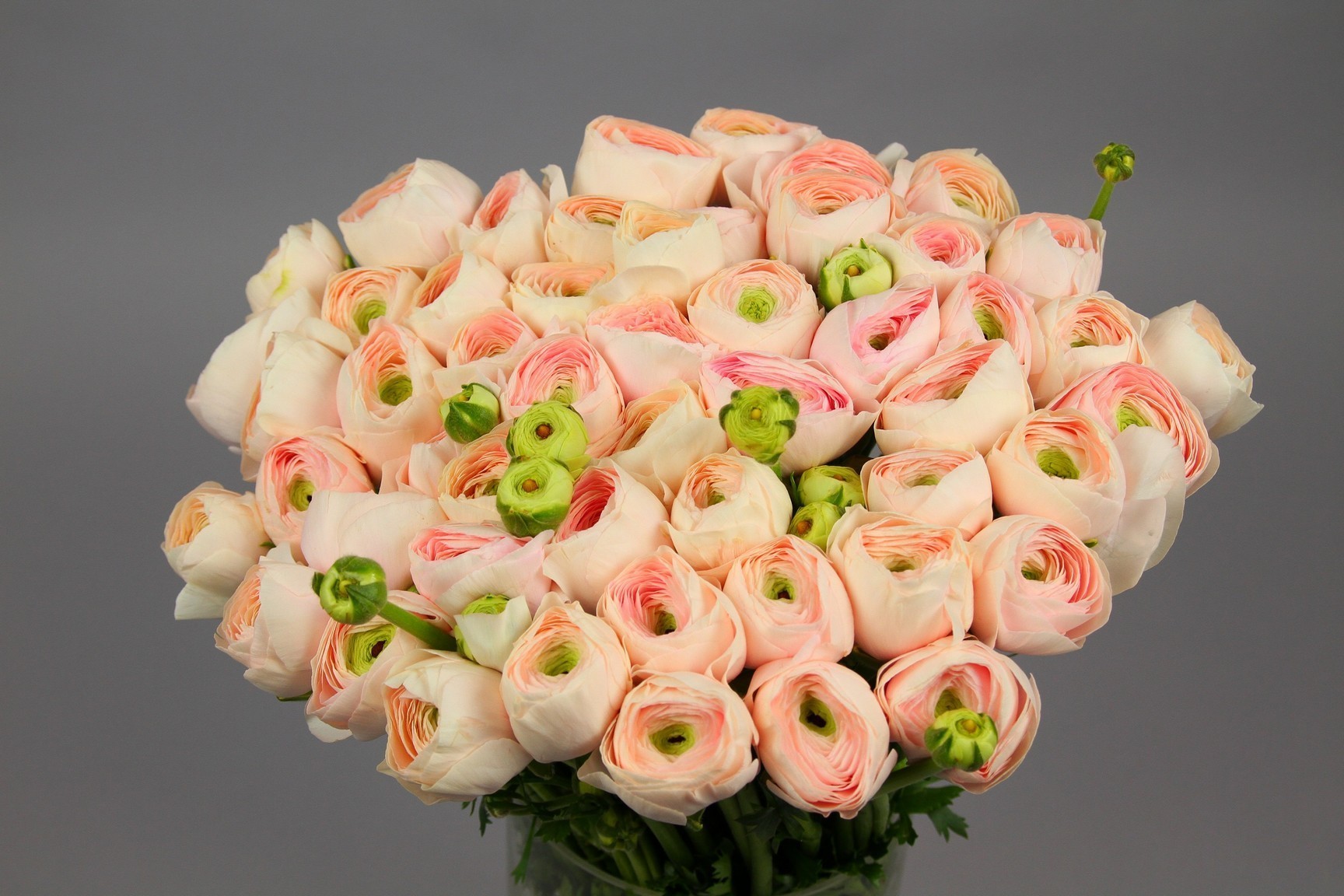 Ranunculus Clooney Hanoi Super | Coloríginz