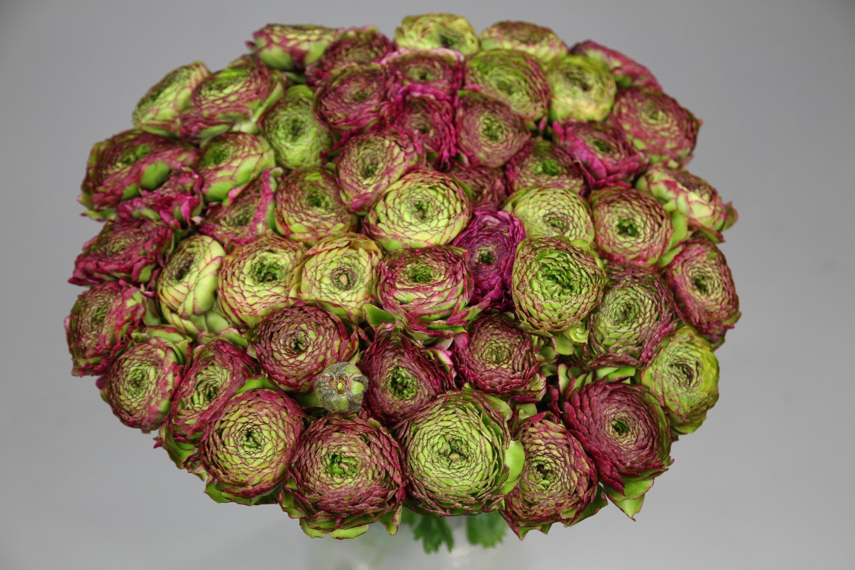 Malva Ranunculus Ranunculus Pon Pon Malva | Coloríginz