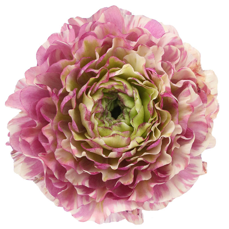 Malva Ranunculus Ranunculus Pon Pon Malva | Coloríginz