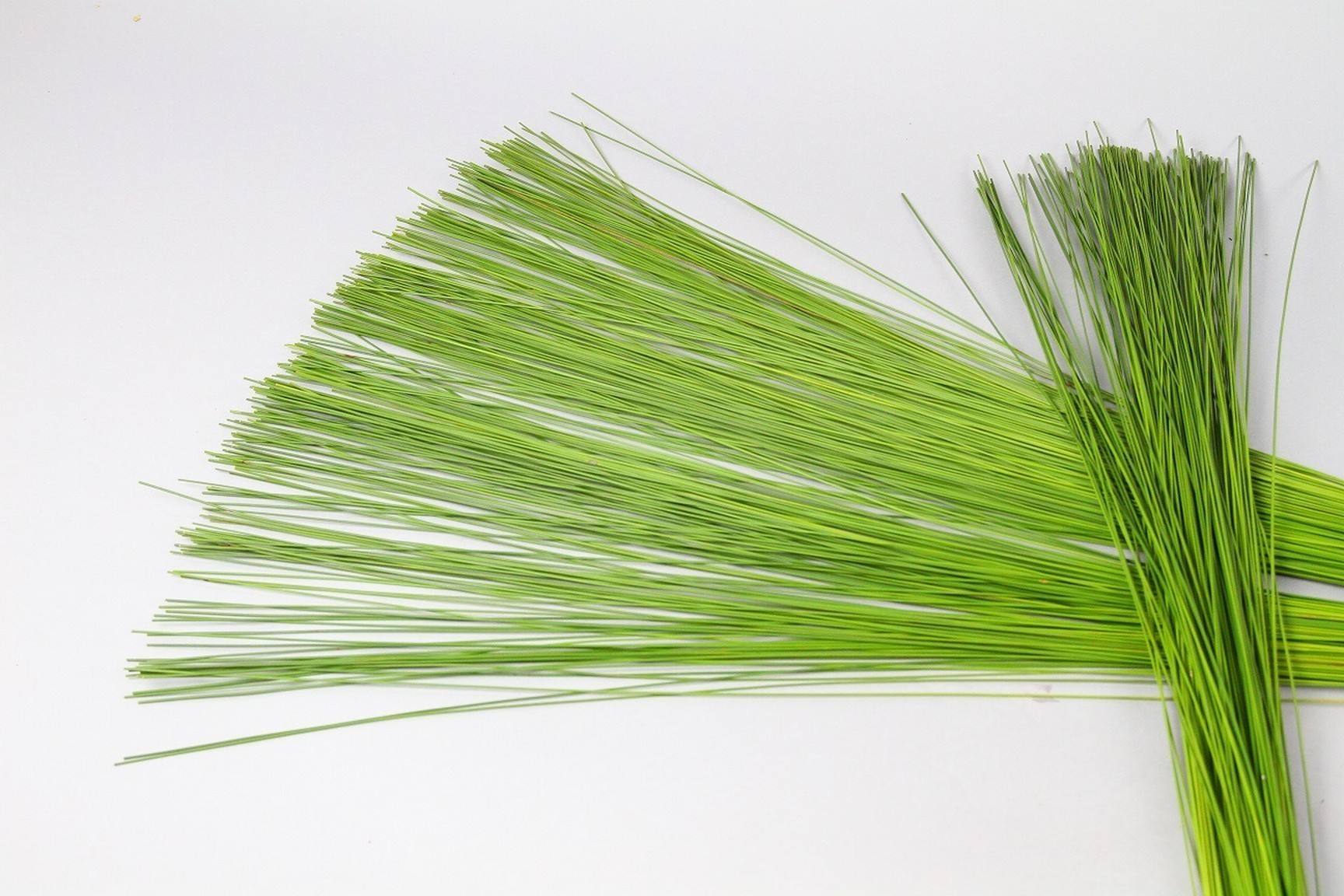 Flexigrass | FLEXI | Grasses | Foliage | All Products | Coloríginz