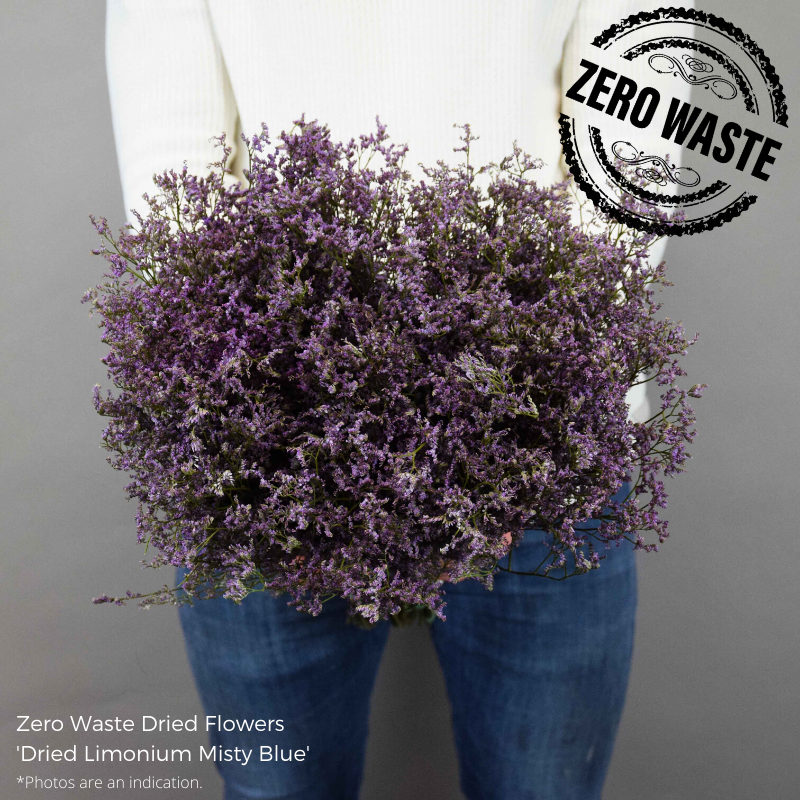 Dried Limonium Misty Blue Drpfc Dried And Deco All Products Coloriginz Dried Limonium Misty Blue Drpfc Dried And Deco All Products Coloriginz